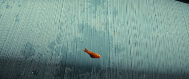 Pesce Rosso 1.27.1 Bis