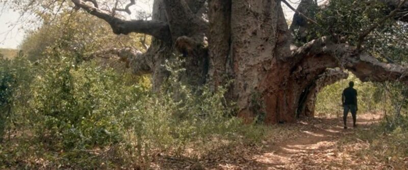 Still2 HDL'ULIVO E IL BAOBAB