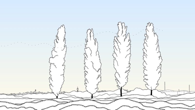 Tommaso Rabuffetti Pioppi Still 3 Bis